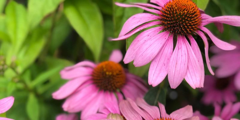 Purple cone flowers in Camden, Maine